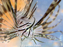 Baby Lionfish by Elizabeth Ehrlich 